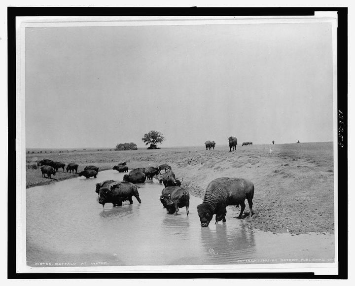 BUFFALO [ARCHIVE]