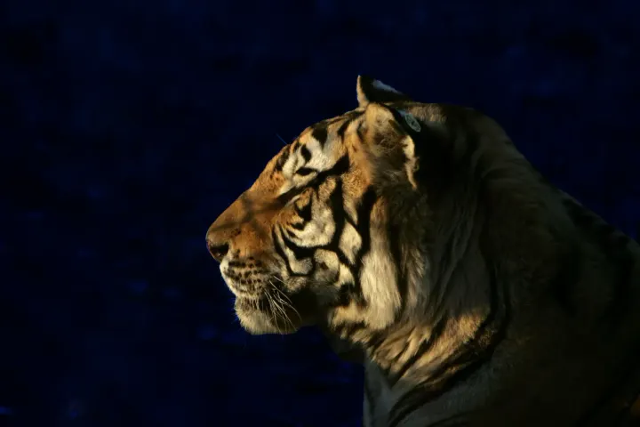 ONE: TIGER [ARCHIVE]