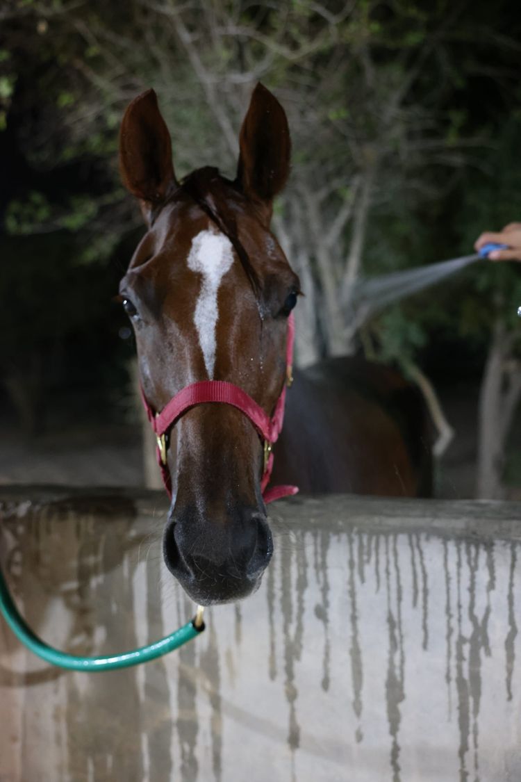 الخيل والليل