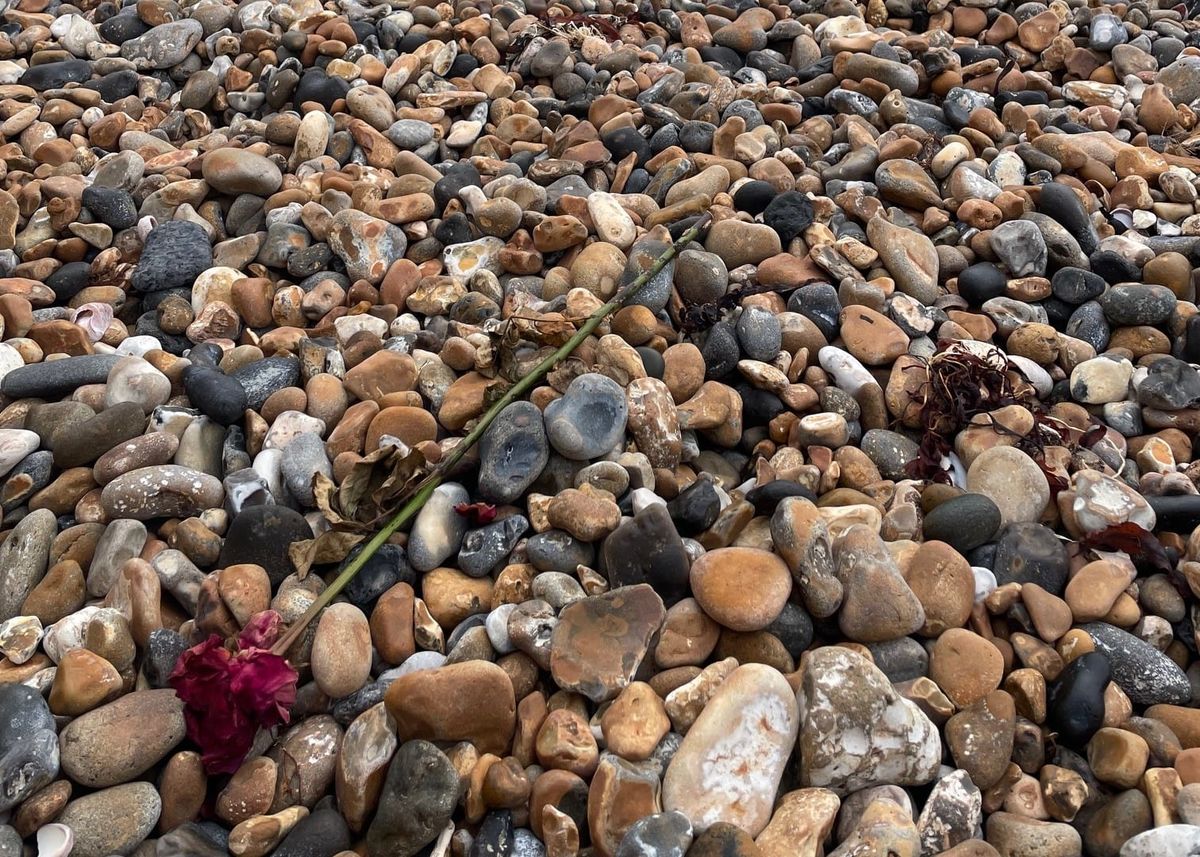 A dead rose on a pebble beach
