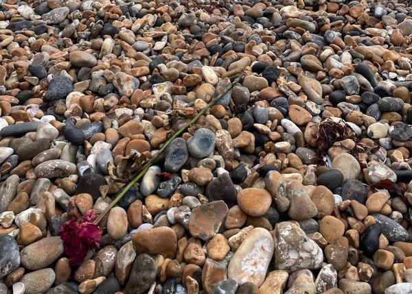 A dead rose on a pebble beach