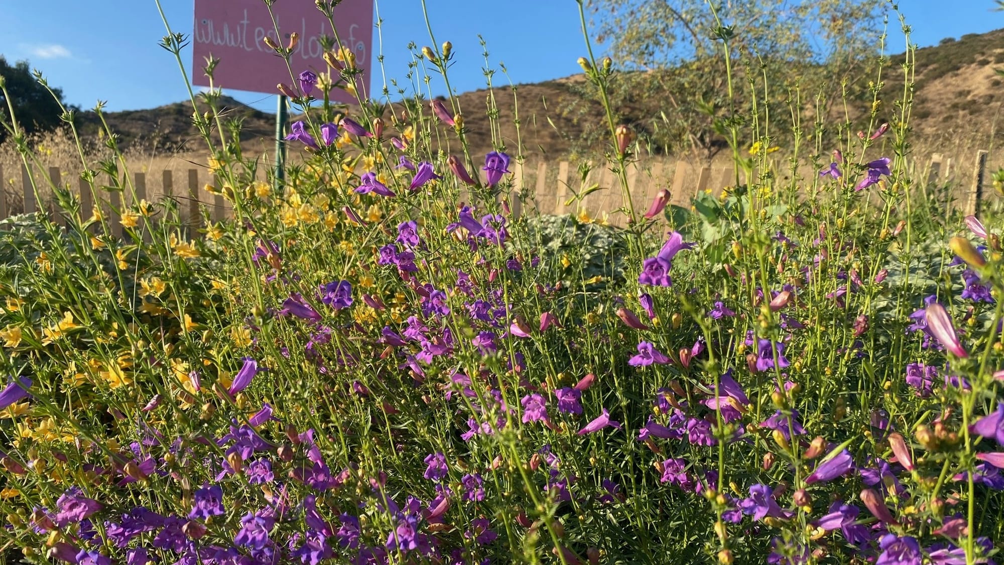 Image Credit: Test Plot – Simi Valley 