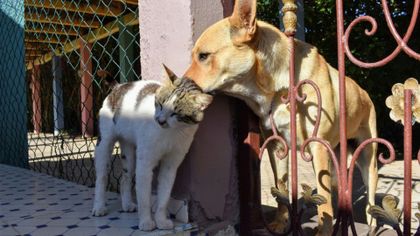 Your $20 Appointment: How to Get in on July’s Low-Cost Spay and Neuter Clinic