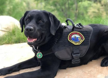 Your Simi Valley Hike Could Kill Your Dog in 15 Minutes—Here’s the Reality Check