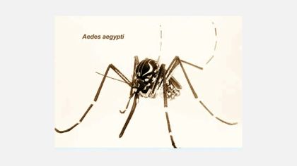 From the Texas Tract to the Wash, 'Aggressive' New Mosquitoes Are Trapping Residents Indoors