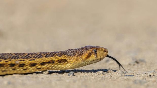 Seven Bites Since March: Why Ventura County Trails Are More Dangerous This Spring