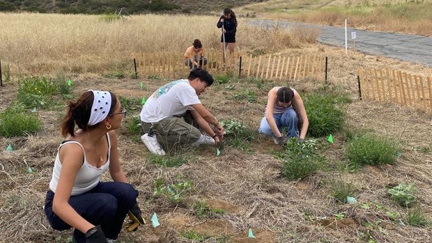 Before the Invasives: This New Simi Valley 'Test Plot' Shows Our City’s Original Wild Side