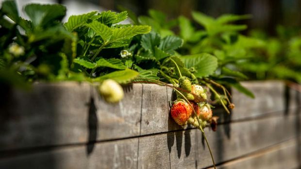 You Don't Need a Green Thumb: 5 Foods Simi and Moorpark Residents Can Grow in a Kitchen Water Glass