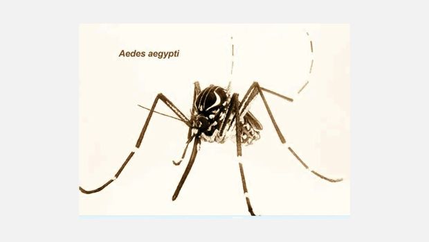 From the Texas Tract to the Wash, 'Aggressive' New Mosquitoes Are Trapping Residents Indoors