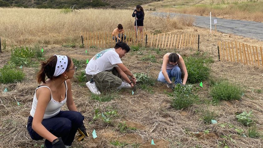 Before the Invasives: This New Simi Valley 'Test Plot' Shows Our City’s Original Wild Side