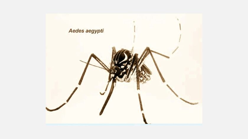 From the Texas Tract to the Wash, 'Aggressive' New Mosquitoes Are Trapping Residents Indoors