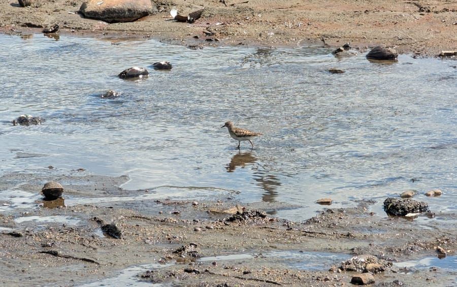 Incredible shrinking river;  Rogue Back Bay spritzer; ICE cruelty