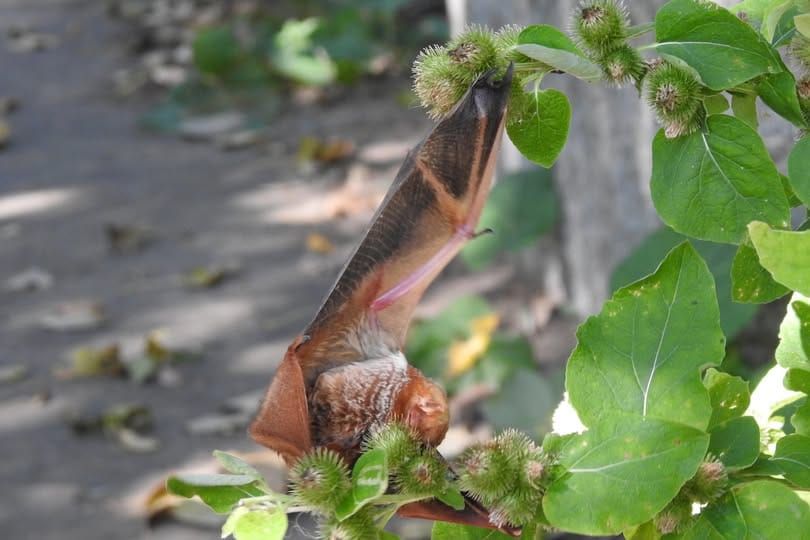 State tells pharmacies they can give Covid shots; Harvard wins big in court