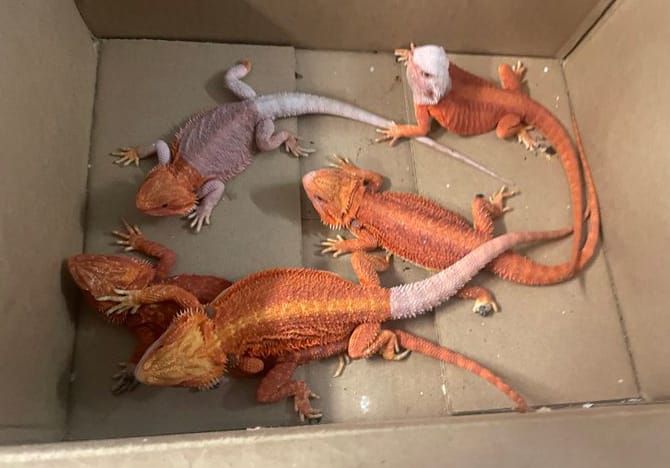 Hub man grabbed by regime gunmen in Portland