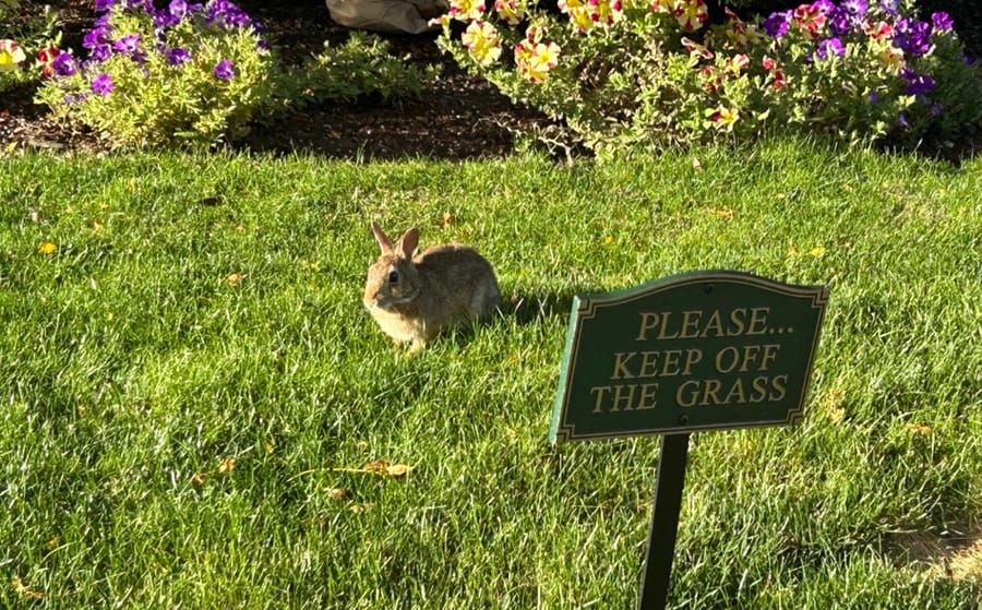 Rabbit on grass behind a Keep Off the Grass sign in the Back Bay