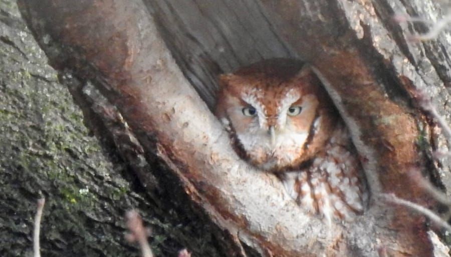New condo building proposed for Washington Street in Roslindale