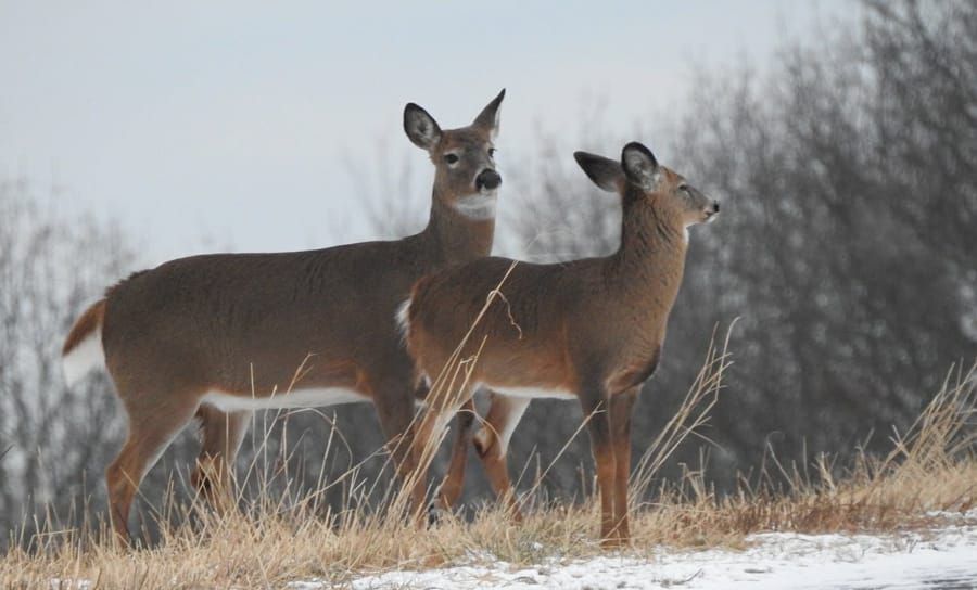 Harvard's Grim Reaper gets eight years for carving, selling off parts from bodies in the medical-school morgue