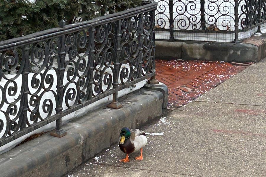 Judge rules there's nothing anti-Christian about books that show boys wearing pink smocks and girls playing football