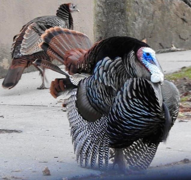 Judge tosses another suit alleging anti-White bias at exam schools