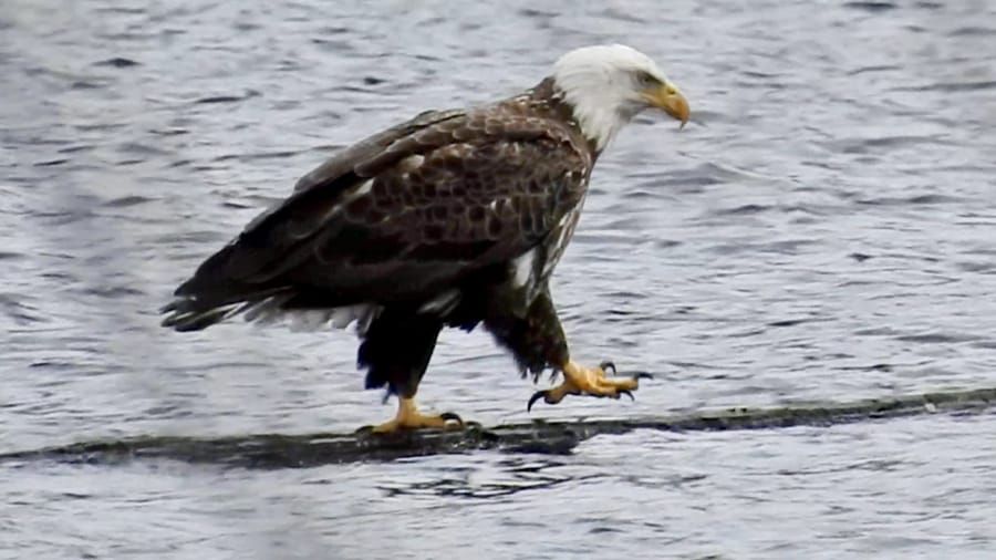 One blue-state rule with dark origins; regime now demands billions in payments from Harvard