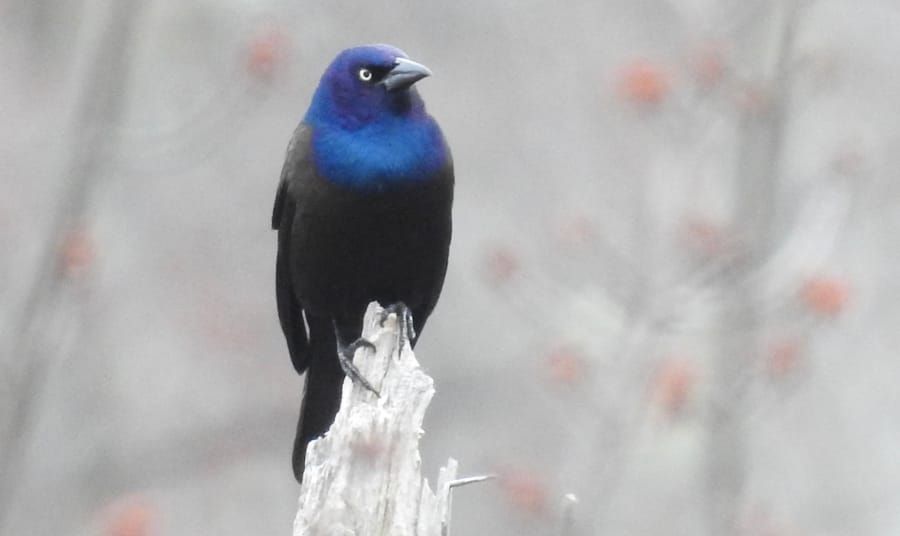 Council cliffhanger; fire in East Boston, stabbing on Huntington Ave.