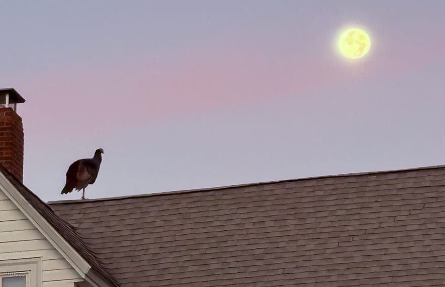 As God is my witness, I thought turkeys could howl at the moon