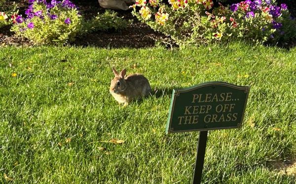 Rabbit on grass behind a Keep Off the Grass sign in the Back Bay