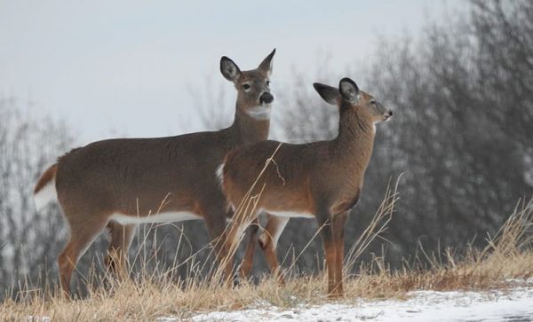 Harvard's Grim Reaper gets eight years for carving, selling off parts from bodies in the medical-school morgue