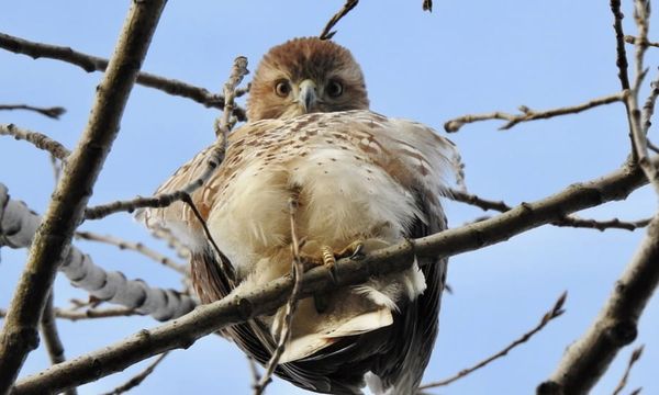 Woman charged for shove onto Green Line tracks; Tufts grad student gets right to work again