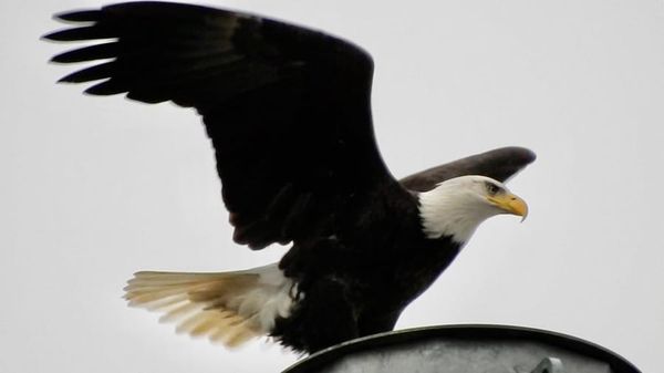 Two shot in Cambridge; house burns down in Dorchester