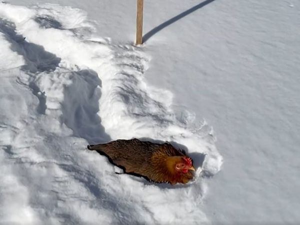 Chicken of the snow