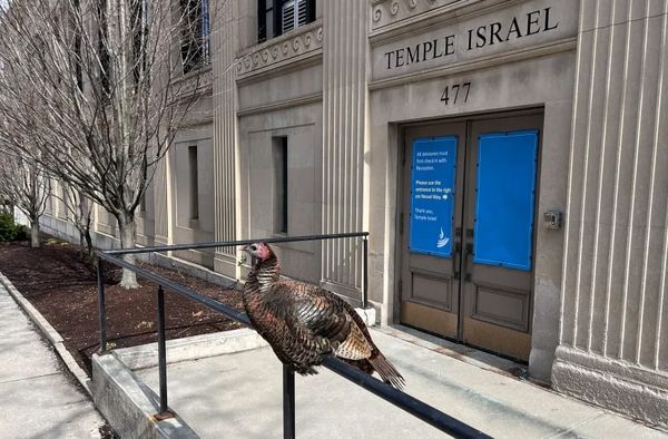 New apartments approved in Dorchester; one professor's Pride flag BU can't touch