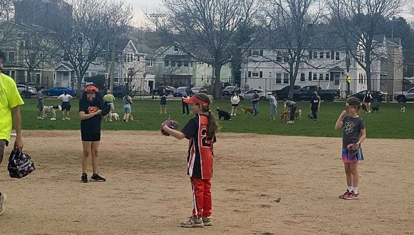 Councilors want action on dogs; seek Roxbury police-shooting video