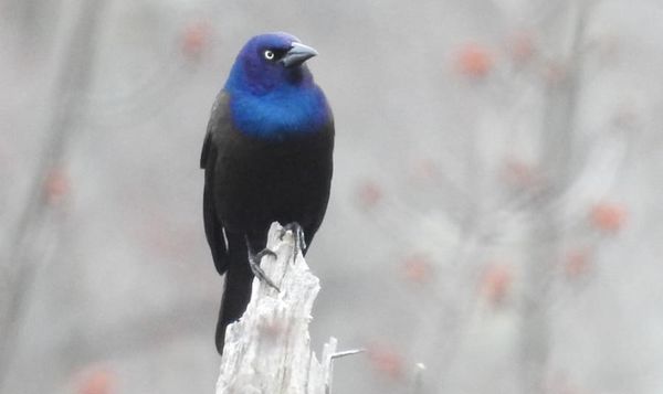 Council cliffhanger; fire in East Boston, stabbing on Huntington Ave.