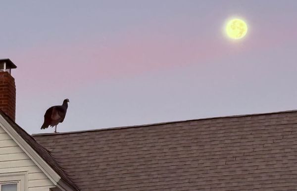 As God is my witness, I thought turkeys could howl at the moon