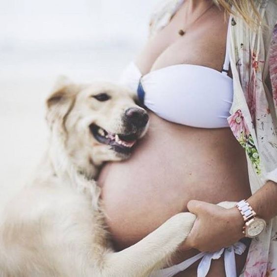 Gravidez e animais de estimação