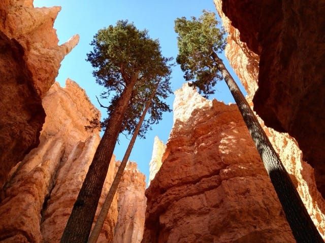 We are Nature: Remembering and Reclaiming Our Roles as Natural Beings