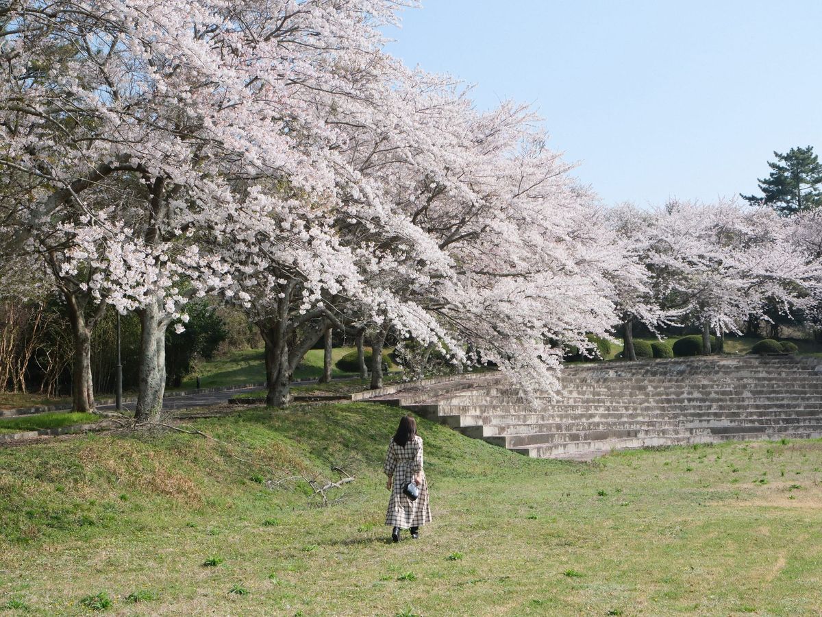 제주 애월 숨은 벚꽃 스팟 – 사람 없는 인생샷 명소 마이테르수영장 🌸
