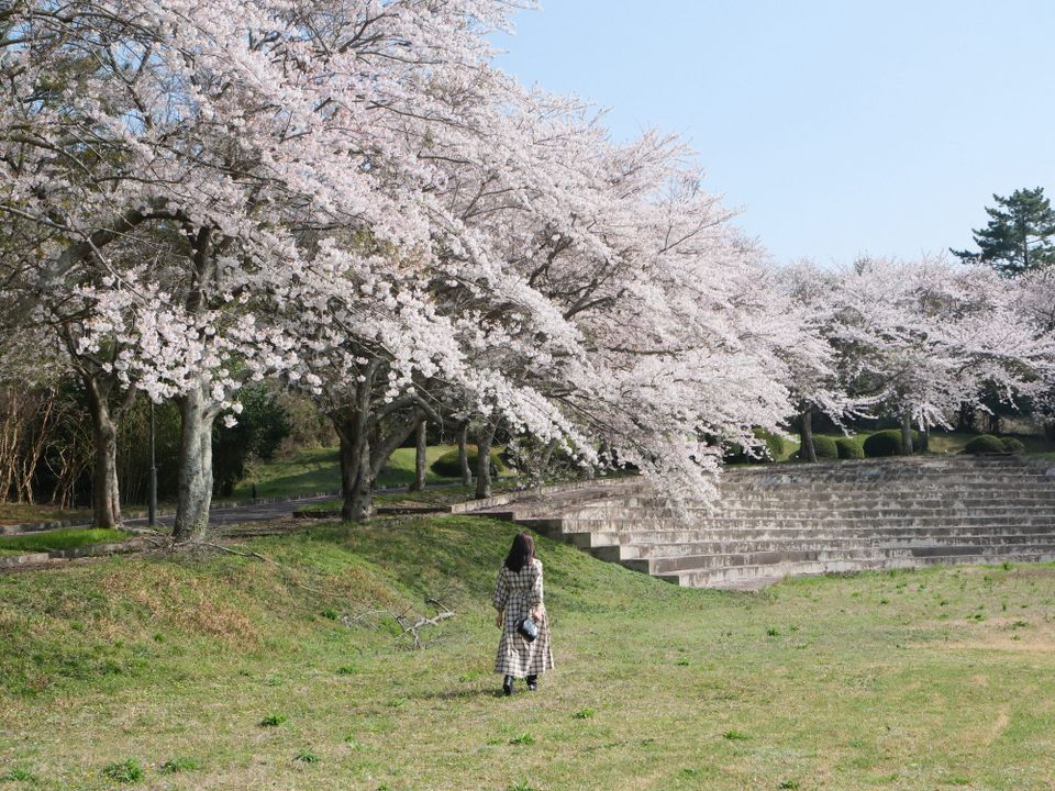 제주 애월 숨은 벚꽃 스팟 – 사람 없는 인생샷 명소 마이테르수영장 🌸