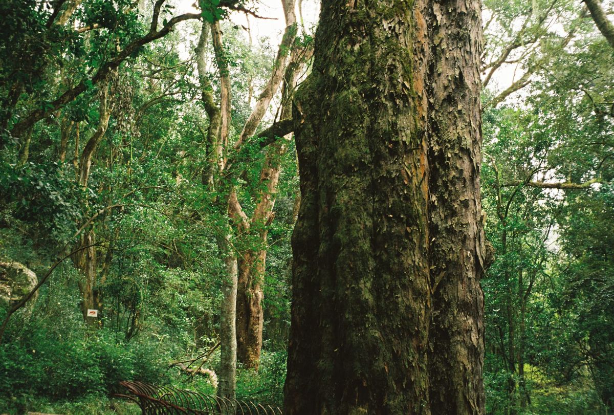 in a distant forest