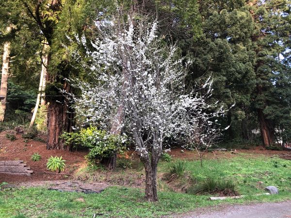 Comfort food — and the contentment of cats