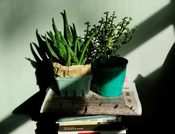 How to not kill a plant