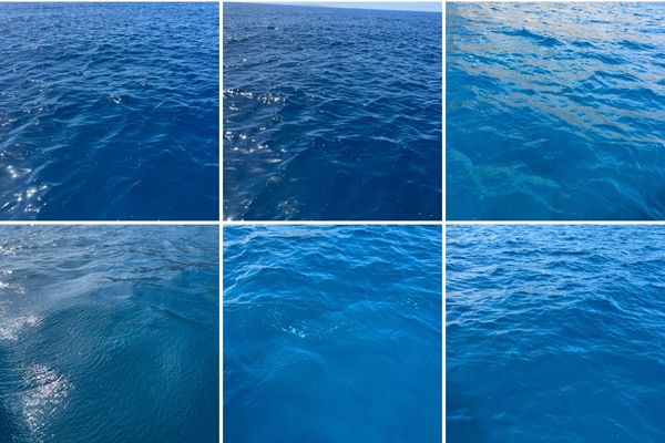 All the kinds of blue