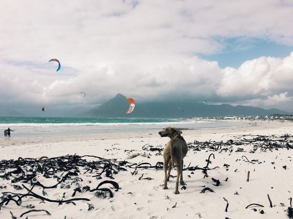 A seal pup, a man and a dog...