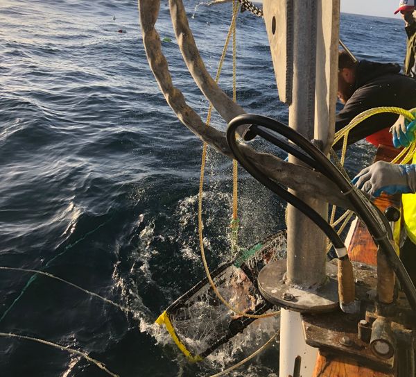 My Dungeness crab teacher