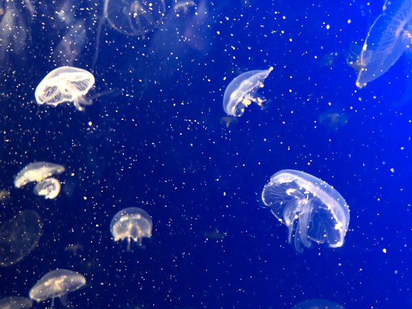 The stars dancing at the bottom of the sea