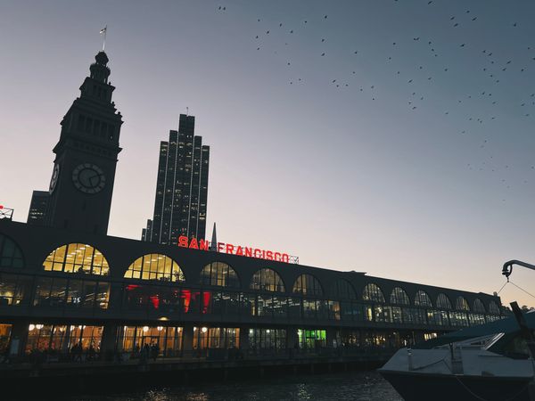 Daffodils in December