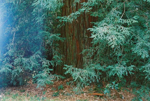 in a distant forest