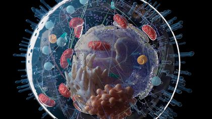 Je mitochondriën, de energiecentrales van je cellen