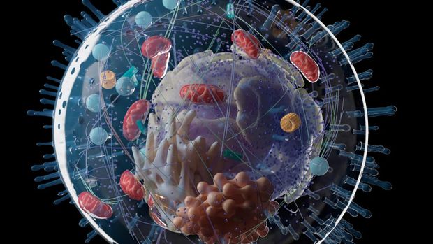 Je mitochondriën, de energiecentrales van je cellen